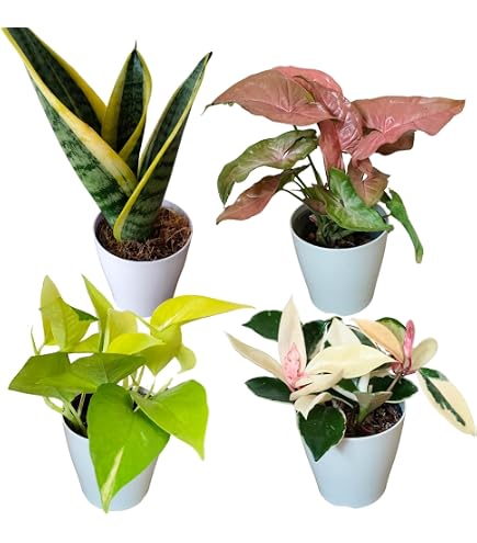 Amazon｜観葉植物お試し5鉢セット【限定商品】何が来るかお楽しみ