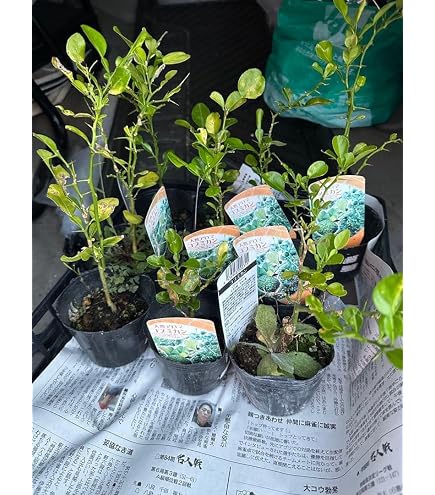 コブミカンの接ぎ木苗 Amazon.co.jp: コブミカンの接ぎ木苗1年 : DIY・工具・ガーデン