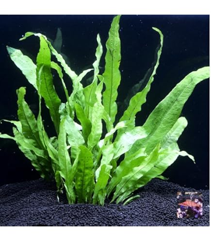 アヌビアスナナ　プチ　大盛り3セット Amazon.co.jp: （水草）アヌビアスナナプチ (3株) 無農薬 【水草
