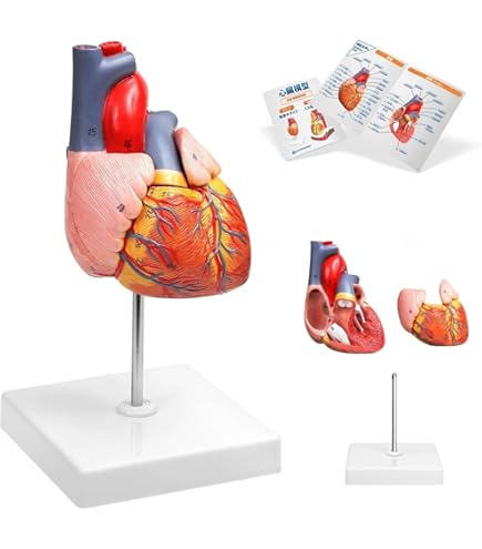 Amazon.co.jp: EVOTECH SCIENTIFIC 実物大 心臓模型 、分解可能、 高