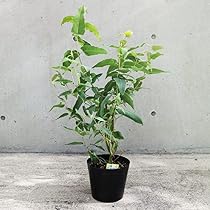 71-vuEad7zL._AC_UL210_SR210,