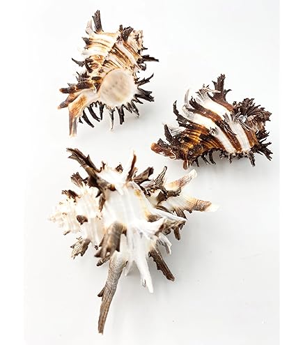 Amazon | 【貝殻の問屋さん】ホネガイ【約11cm前後/1個