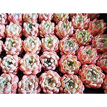 7105Wo8uiTL._AC_UL210_SR210,