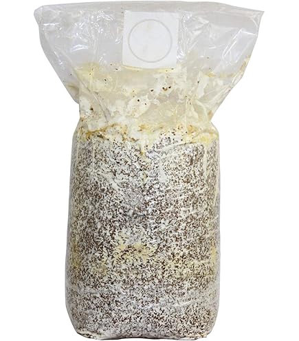 Amazon | しいたけ 種駒すその620号（棒型） 500個入り｜従来品種より