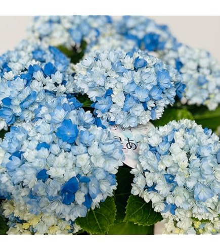 Amazon | 山アジサイ 伊予獅子てまり 5号鉢 ピンク花 鉢植え 母の日