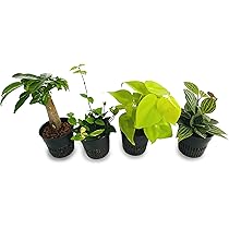 Amazon｜園芸農家から新鮮な苗をお届けします。 ハイドロ