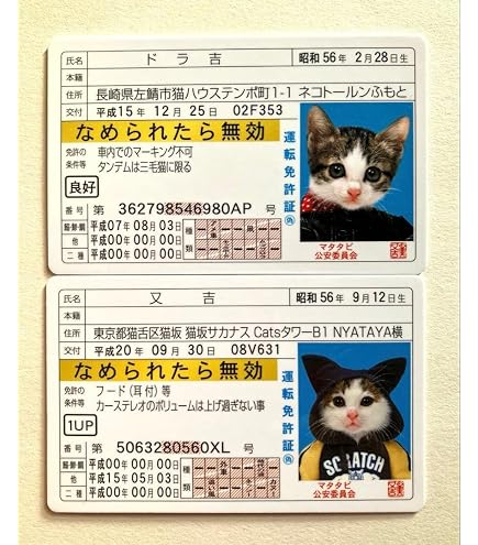 Amazon.co.jp: なめんなよ免許証キーホルダー なめ猫 12個セット 