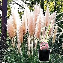Amazon.co.jp: 土っ子倶楽部 パンパスグラス 白花 10.5cmポット