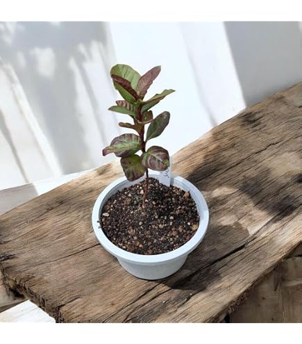カキツバタ 苗 Amazon.co.jp: カキツバタ 苗 : DIY・工具・ガーデン