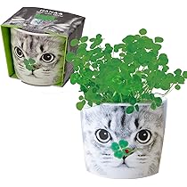 710jOiyPlHL._AC_UL210_SR210,