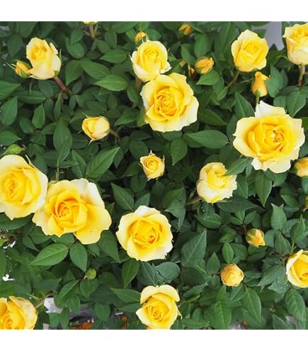 Amazon.co.jp: バラ苗 和バラ 人気種 四季咲き : DIY・工具・ガーデン