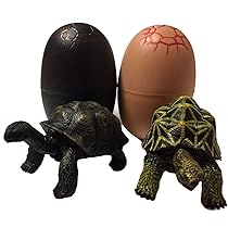Amazon.co.jp: 亀 フィギュア 2体1組 ホシガメ・アルダブラ