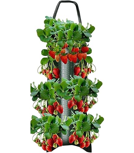 Amazon.co.jp: イチゴ 栽培用プランター いちご ポット いちご 野菜用