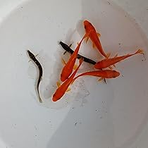 ♡ページ Dita 水草と金魚あそび マイフレンドテディ