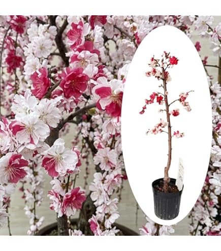 Amazon.co.jp: 花桃の苗木 照手桃白花 13.5cmポット苗 1年生苗