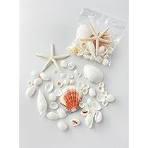 貝殻　サンゴ Amazon.co.jp: 【貝殻の問屋さん】サンゴ石【5cm前後/約1kg