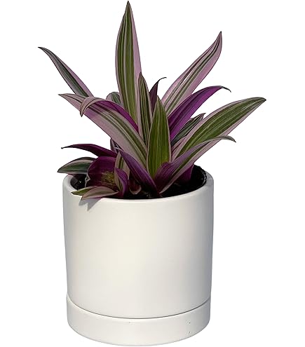 Amazon.co.jp: ×はなみどり 観葉植物 ムラサキオモト オーロラ 3.5寸 3