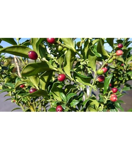 Amazon.co.jp: サルココッカ (大) 樹高0.3m前後 15cmポット 【 単 品