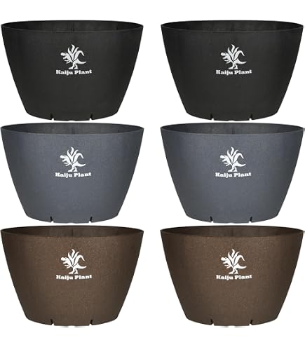 Amazon.co.jp: 大貫弘由岐 作家鉢 植木鉢 陶器鉢 コーデックス 塊根