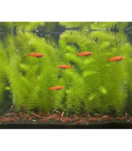 Amazon | （水草） メダカ 専用 すごい茎のしっかりした マツモ（5本