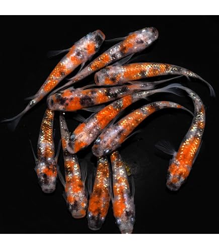 Amazon | 広島めだかの里☆彩り高級メダカ稚魚15匹セット生体 | ノー 
