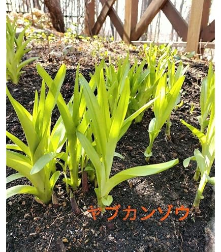 Amazon.co.jp: ヤブカンゾウの苗 抜き苗 10株 : DIY・工具・ガーデン