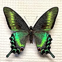 【異常型】ミヤマカラスアゲハ（ペア・北海道・飼育） 異常型】ミヤマカラスアゲハ（ペア・北海道・飼育）