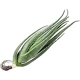 Amazon アロエベラ苗2株 50cm以上 重量2kg以上 観賞用 食用 手作り化粧水などに 観葉植物 オンライン通販