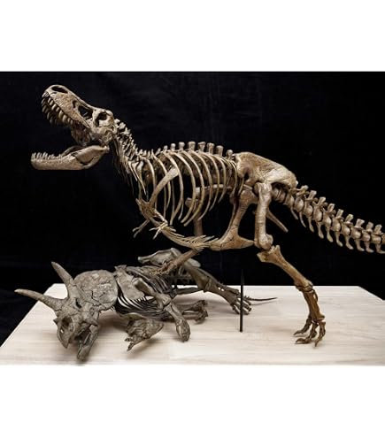 Amazon | VWUVWU 1/2 サイズ ヴェロキラプトル 恐竜 絶滅 古生物 化石
