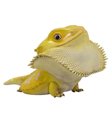 【動物の惑星】★ハラカケガメ開口（シークレット）★激レア! フィギュア 51k5Nn5pIsL._UF350,350_QL50_.jpg