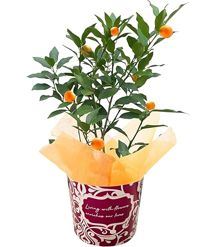 Amazon.co.jp: 金柑 苗 【ぷちまる】 種なしきんかん 1年生接木苗 登録