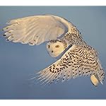 フクロウ HD(1440×1280) Eulen 2021: Broschuerenkalender mit Ferienterminen. Eulen, Jaeger der Nacht フクロウ HD(1440×1280) Eulen 2021: Broschuerenkalender mit Ferienterminen. Eulen, Jaeger der Nacht