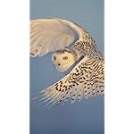 フクロウ HD(720×1280)壁紙 Eulen 2021: Broschuerenkalender mit Ferienterminen. Eulen, Jaeger der Nacht フクロウ HD(720×1280)壁紙 Eulen 2021: Broschuerenkalender mit Ferienterminen. Eulen, Jaeger der Nacht