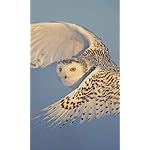 フクロウ FVGA(480×800)壁紙 Eulen 2021: Broschuerenkalender mit Ferienterminen. Eulen, Jaeger der Nacht フクロウ FVGA(480×800)壁紙 Eulen 2021: Broschuerenkalender mit Ferienterminen. Eulen, Jaeger der Nacht