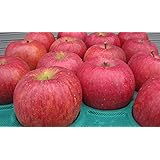 長野県産 生産農家直送 訳ありりんご 「サンふじ」 ご家庭向き 20～46玉 約10ｋｇ入り/箱
