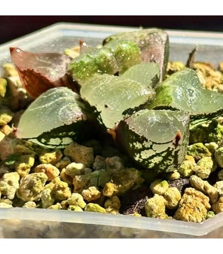 Amazon｜多肉植物 ハオルチア ピクタ錦 極上斑 大株｜観葉植物