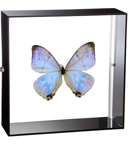 Amazon.co.jp: 蝶の標本 アドニスモルフォ Morpho adonis モルフォ