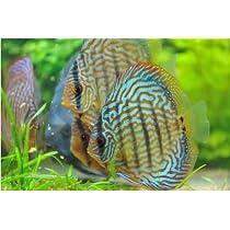 Amazon.co.jp: スーパーブルーダイヤモンドディスカス 約8cm～10cm（2 