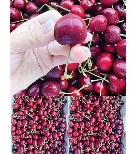 Amazon.co.jp: オーストラリア・チリ産チェリー空輸 大粒 9.5〜10row