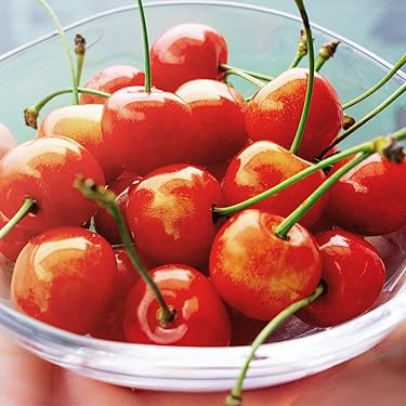 題名『Cherry』 企業広告 | CHERRY