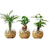 東京寿園 ガジュマル テーブルヤシ パキラ 3点セット 土を使わない 観葉植物 おしゃれ 本物 インテリア ゼオライト ハイドロカルチャー 水耕栽培