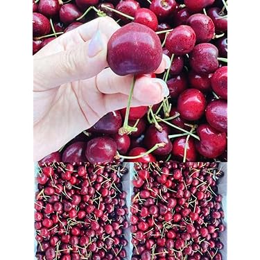 Amazon.co.jp 売れ筋ランキング: さくらんぼ の中で最も人気のある商品です