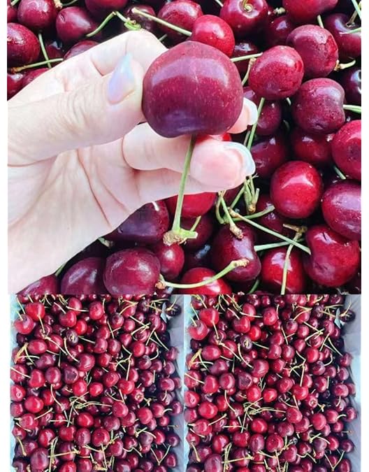 オーストラリア産チェリー2.5kg Amazon.co.jp: オーストラリア・チリ産チェリー空輸 大粒 9.5〜10row