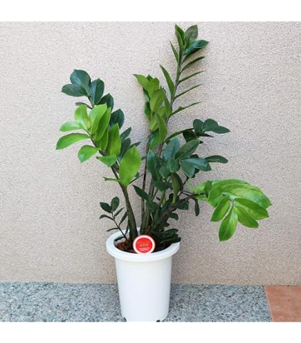 Amazon｜現1番 ザミオクルカス ザミフォーリア 斑入り 5号 観葉植物