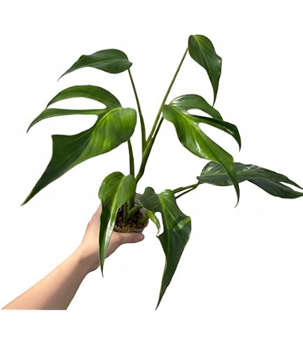 Amazon｜JolieNursery（ジョリーナーセリー）斑入りモンステラ