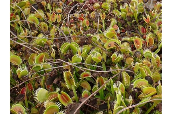 264円 品質保証 種子 種 Dionaea Muscipula ハエトリグサ ハエトリソウ 蠅捕草 食虫植物