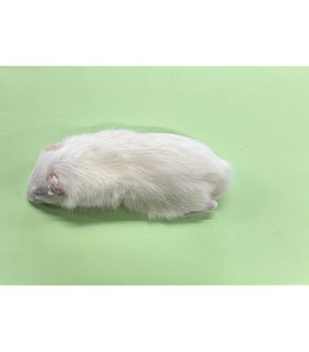 Amazon | 国産冷凍ラット ファジー L 約40 g 5匹入り 冷凍ラットくん