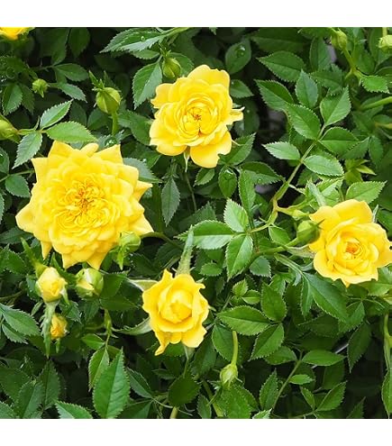 Amazon｜バラ苗 四季咲き 超強健 強香切花 長花持ち トゲ無し｜観葉