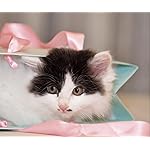 猫 Android(960×800)待ち受け 2024 こねこカレンダー 猫 Android(960×800)待ち受け 2024 こねこカレンダー