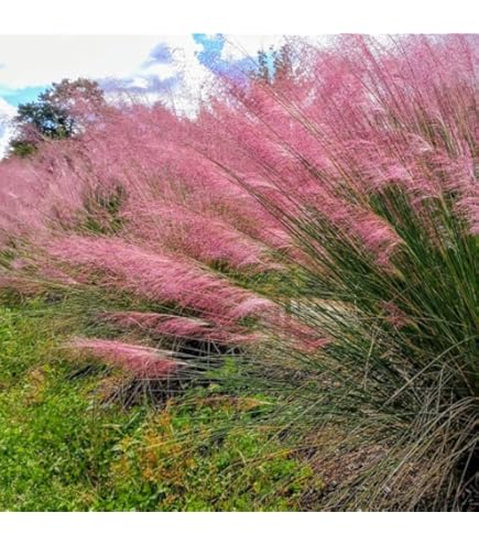 Amazon.co.jp: 【宿根草】 ミューレンベルギア カピラリス （ピンク